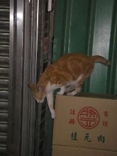 猫集会は、いつ、どんな場所で行われるのか