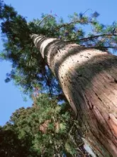 キコリに免許が必要？