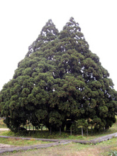 「トトロの木」の形に驚愕