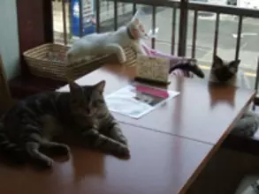 猫カフェで気に入ってから、飼い主になる