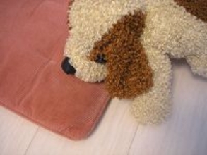 犬はなぜせっかくの宝物を隠すのですか