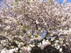 学校が4月第2週ごろじゃないと始められない理由