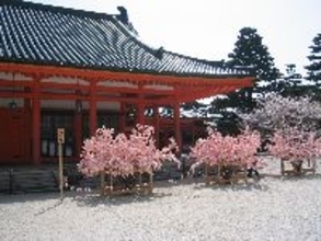 京都の“散らない桜”って？