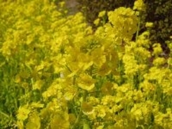 新幹線の座席指定、どこから埋まっているの？