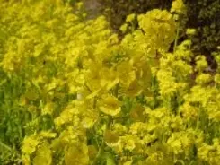 新幹線の座席指定、どこから埋まっているの？