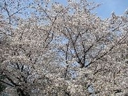 お酒を飲んでうっかり失言……その原因は？