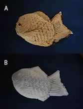 「冷やしたい焼き」と「冷やしたたい焼き」を食べ比べてみた