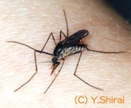猛暑になると蚊は減少する!?