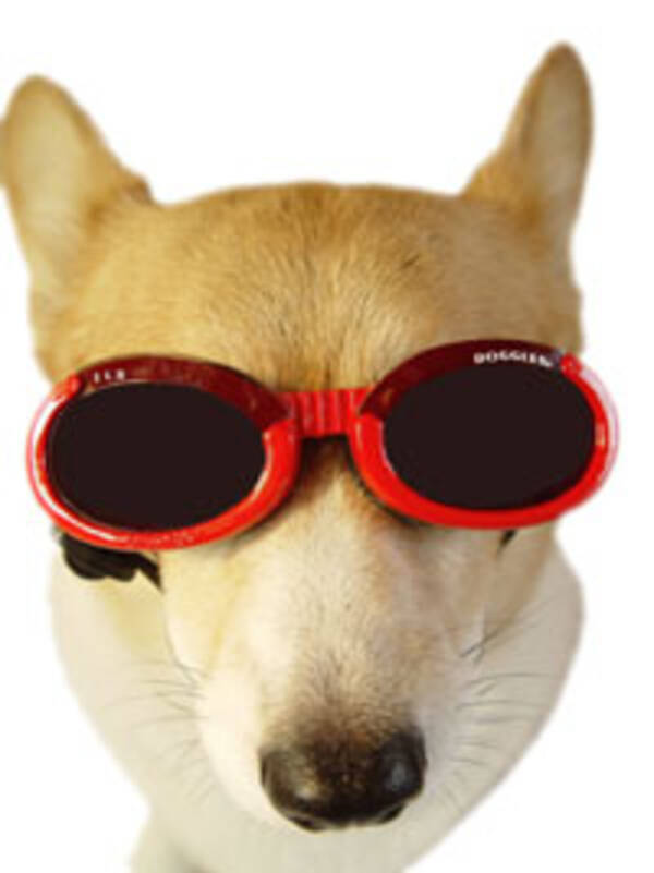 犬用のサングラスとゴーグル エキサイトニュース