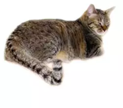 しっぽ曲がりの猫を研究する学会