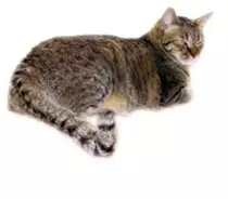 しっぽ曲がりの猫を研究する学会