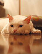 猫がさわられる前からゴロゴロ言っている件について