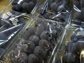 ぶどう狩りのはじまりとは？