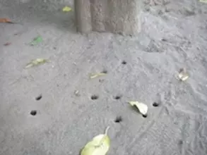 「セミの一生」に関する思い込みについて