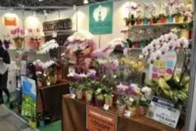 お祝いにはなぜ胡蝶蘭が定番なのか