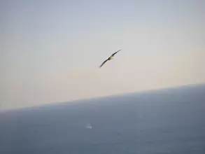 鳥は飛んでるときでもフンをするもの？