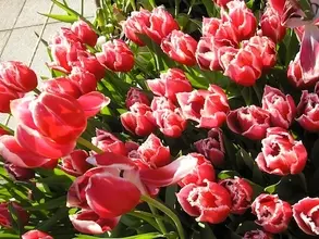 怒るときだけオネエ言葉になる男性って？