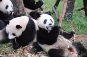 パンダとツーショット写真を撮る方法