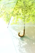 いつも“木漏れ日”を浴びている