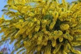 女性に花を贈るイタリアの粋な記念日「ミモザの日」