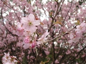 「桜の寿命は60年」はほんとうなのか