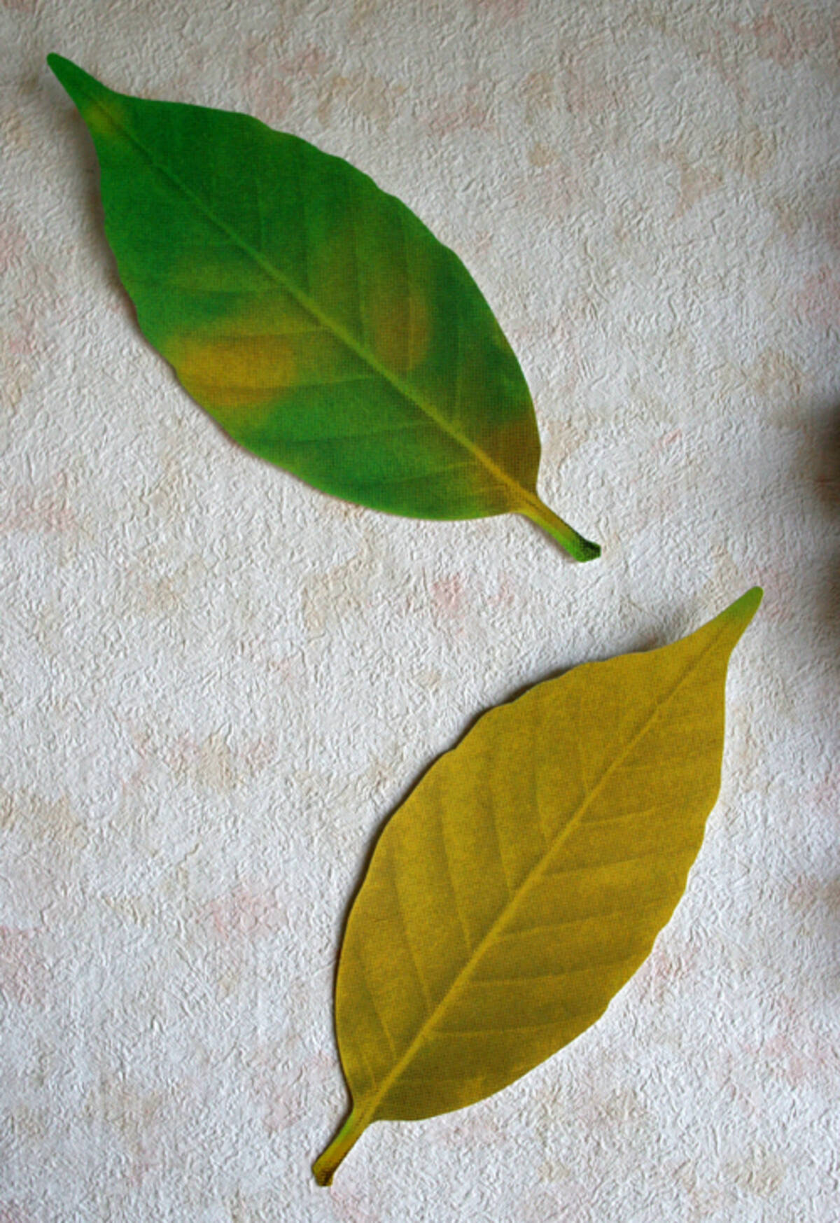 色が変わる葉っぱ温度計 エキサイトニュース 色が変わる葉っぱ温度計 エキサイトニュース