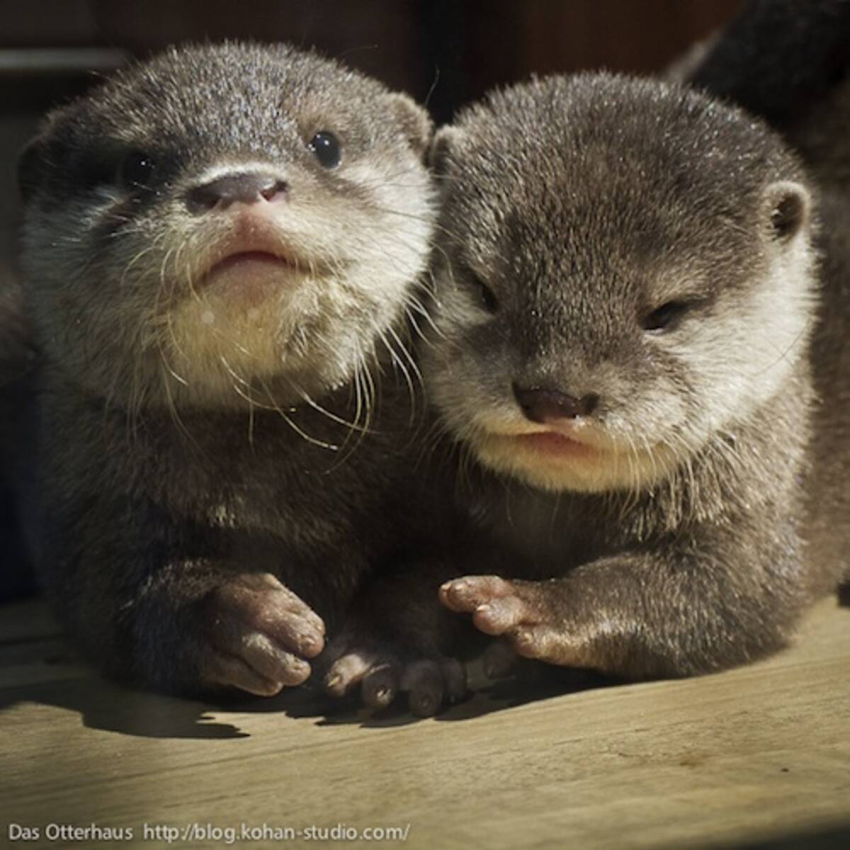 カワウソを追いかけ三千里 世界を旅する カワウソ写真家 の夢とは エキサイトニュース