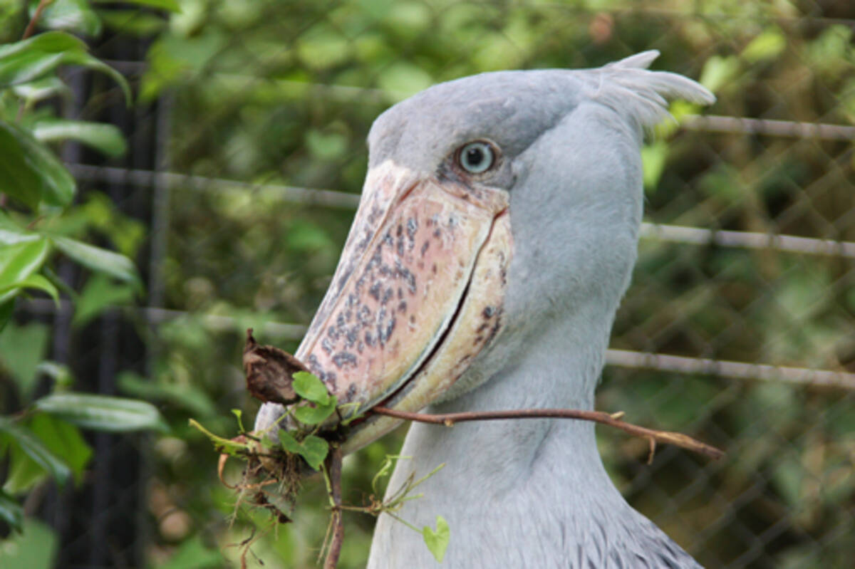 伊豆シャボテン公園のご長寿ハシビロコウ ビルさんのお宅拝見 エキサイトニュース