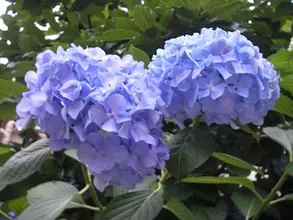 「梅雨入り」後に晴れが多いのは気のせい？