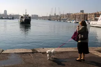 パリでプードルを散歩させる人が多い理由