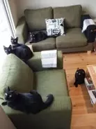 “世界で唯一の黒猫カフェ”が、姫路にあるらしい