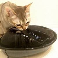 ネコと水の不思議な関係