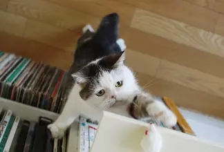 “ぶさかわ”ペットのパイオニア「まこ」の現在を写真で堪能