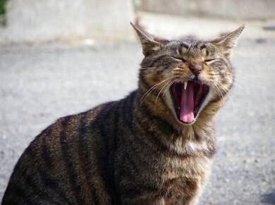 fumikaの動画が泣けると話題！　どのくらい泣けるか検証してみた。