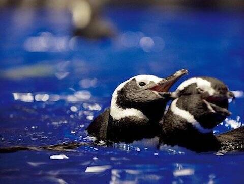 すみだ水族館でまったり“ペンギンデート”を楽しむ
