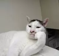 ぶさいく顔のヨウカンさん率いる『うちの猫ら』に注目