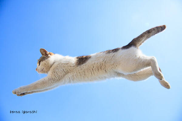 一度は撮りたい"飛び猫"写真の撮り方をFBで人気の五十嵐さんに聞いてみた