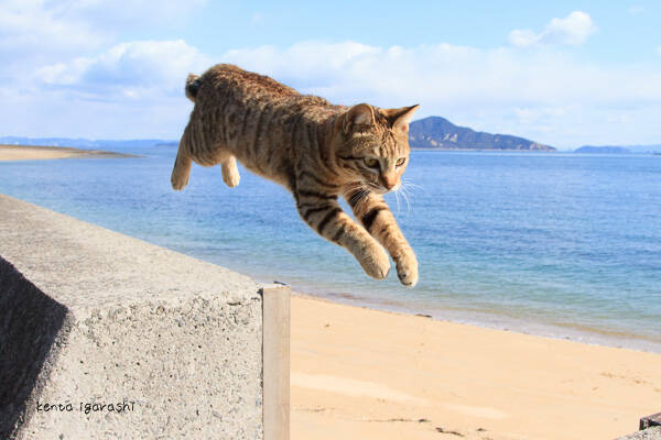 一度は撮りたい 飛び猫 写真の撮り方をfbで人気の五十嵐さんに聞いてみた エキサイトニュース
