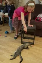 ヨーロッパの猫カフェの雰囲気って？　予約なしでは入れないほど人気!?