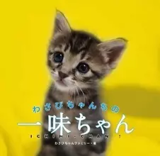 “わさびちゃん”ファミリーのその後を追った『わさびちゃんちの一味ちゃん』