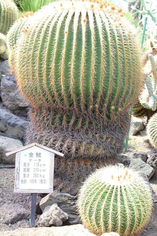 七夕はサボテンに願いを 伊豆シャボテン公園 謎のおりしゃぼ ひこしゃぼ エキサイトニュース 2 4