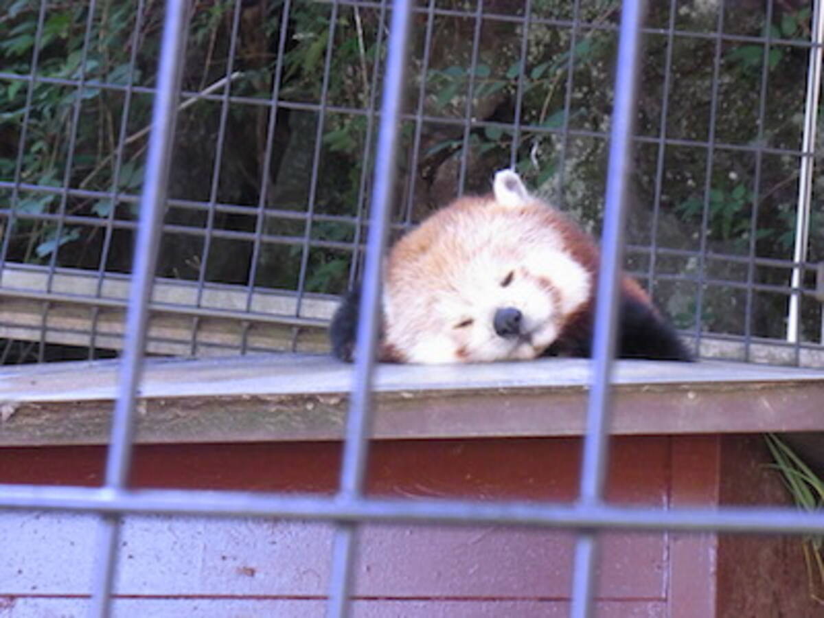 熱川バナナワニ園がレッサーパンダ天国になった理由 エキサイトニュース 熱川バナナワニ園がレッサーパンダ天国になった理由 エキサイトニュース