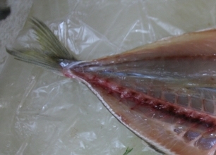 釣ったばかりの魚は美味しくないって本当？