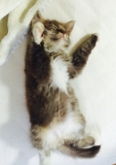 6キロ以上に成長した"巨猫"、思わずそのモフモフお腹に顔をうずめたくなる！