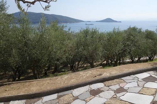 "ハート型の葉"で幸せになれる伝説も。ギリシャのように美しい「小豆島オリーブ公園」　