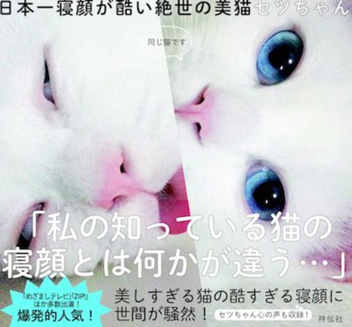 天使と悪魔の顔を持つスター猫 セツちゃんの写真集がついに登場 エキサイトニュース