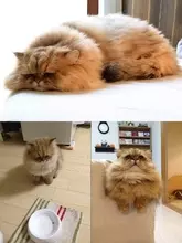 しょんぼり顔×モフモフ毛並みのスター猫・ふーちゃんの魅力が爆発！