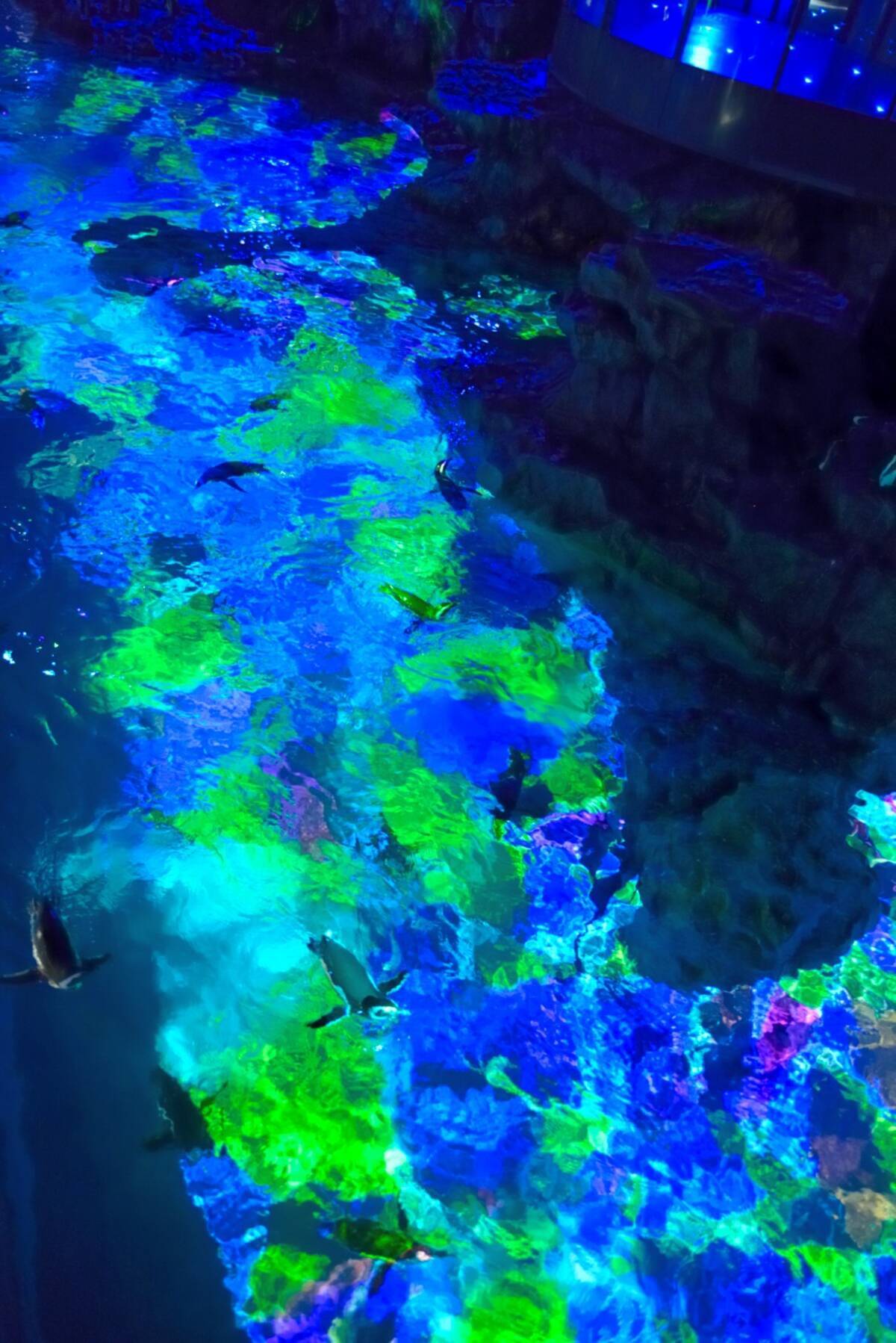 ペンギン水槽でプロジェクションマッピングをやって大丈夫なの すみだ水族館に聞いてみた エキサイトニュース ペンギン水槽でプロジェクションマッピングをやって大丈夫なの すみだ水族館に聞いてみた エキサイトニュース