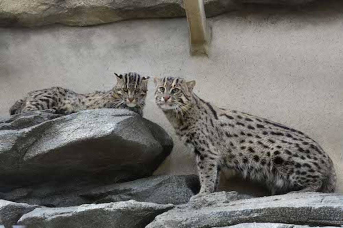 水を怖がらずに魚を獲る猫「スナドリネコ」の生態に密着！ - エキサイトニュース