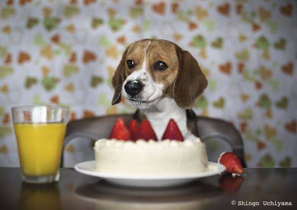 愛犬の写真で数々の賞を受賞！　ビーグル犬マックスと内山慎吾さん